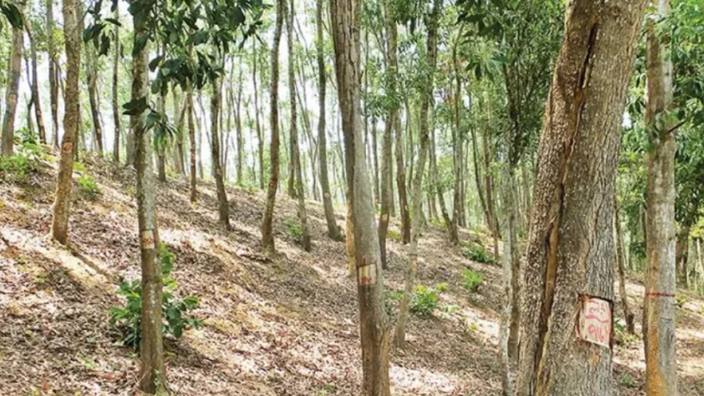Representational image of Sal forest. Photo: Collected