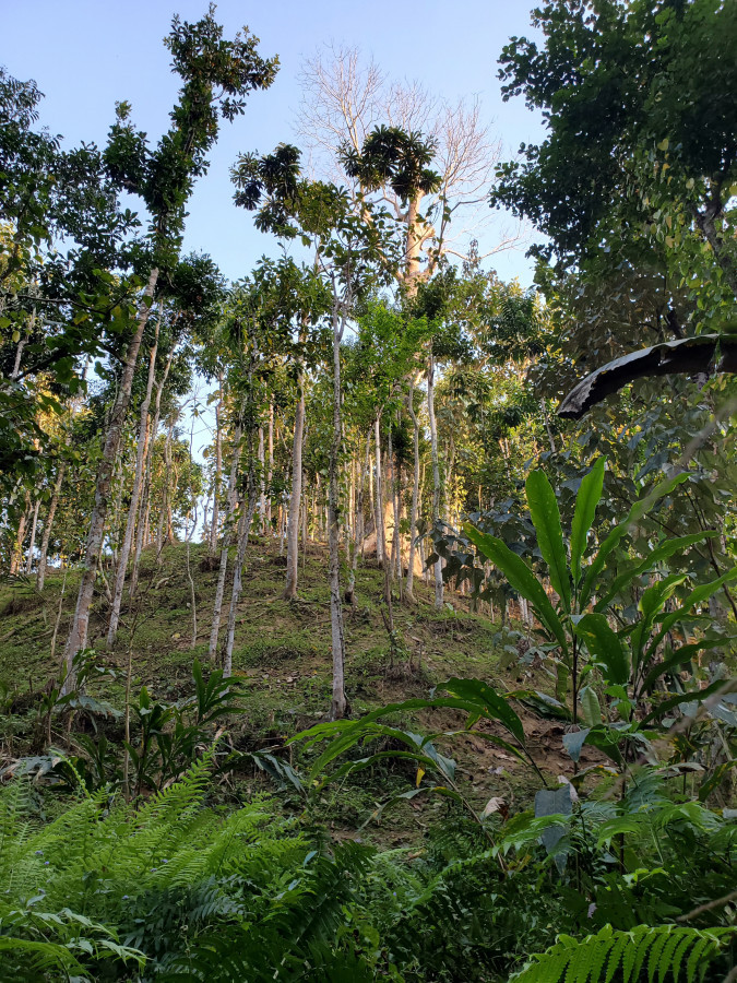 Special attention is needed to manage the Sal forest sustainably to maintain its natural beauty and ecosystem services to society. Photo :TBS